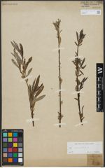 Foto von Salix viminalis L.
